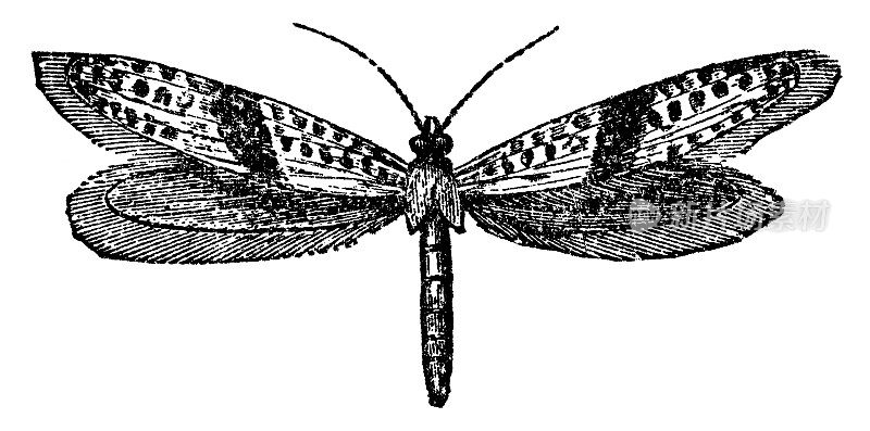 白肩蛾(Endrosis Sarcitrella) - 19世纪